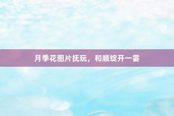 月季花图片抚玩，和顺绽开一霎