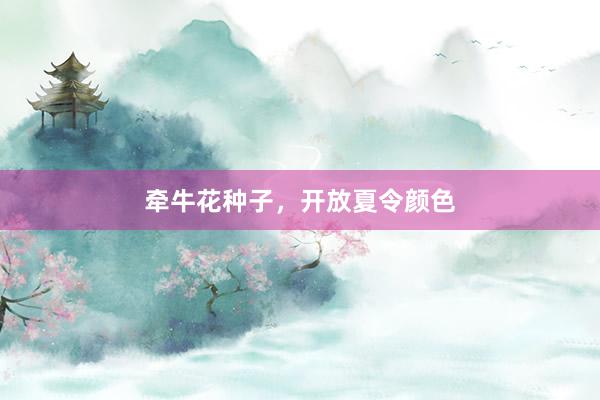 牵牛花种子，开放夏令颜色